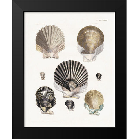 Vintage Shell I Black Modern Wood Framed Art Print by Donovan, Kelly