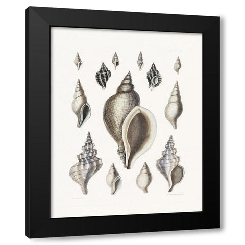 Vintage Shell II Black Modern Wood Framed Art Print by Donovan, Kelly