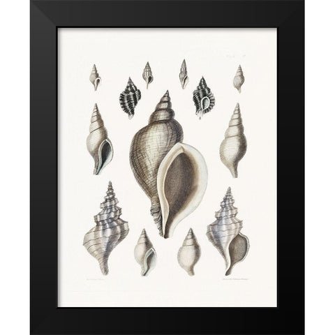Vintage Shell II Black Modern Wood Framed Art Print by Donovan, Kelly