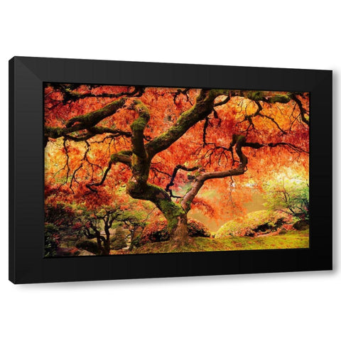 Autumn Symphony Black Modern Wood Framed Art Print with Double Matting by Delimont, Danita