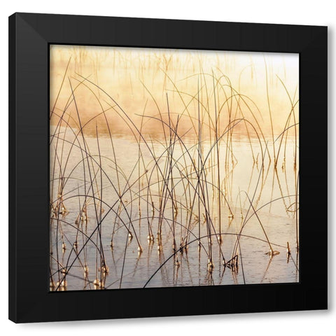 Misty Reeds Black Modern Wood Framed Art Print with Double Matting by Delimont, Danita