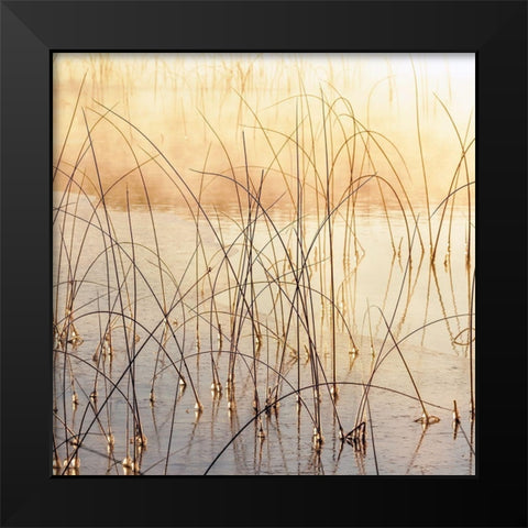 Misty Reeds Black Modern Wood Framed Art Print by Delimont, Danita