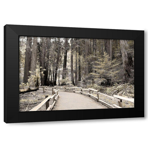 Solitude Path Black Modern Wood Framed Art Print with Double Matting by Delimont, Danita