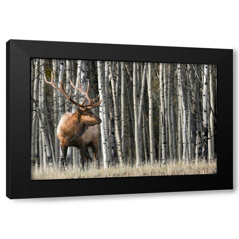 Rocky Mountain Moment Black Modern Wood Framed Art Print by Delimont, Danita