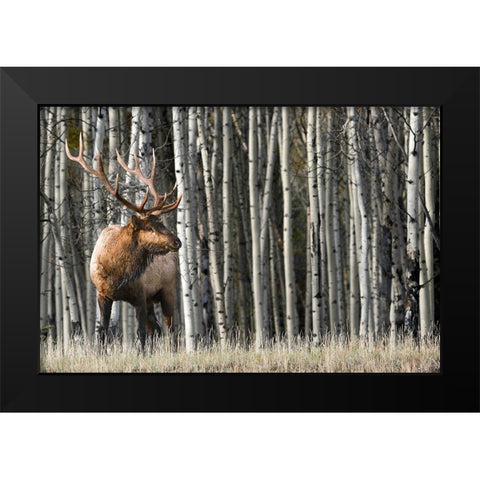 Rocky Mountain Moment Black Modern Wood Framed Art Print by Delimont, Danita