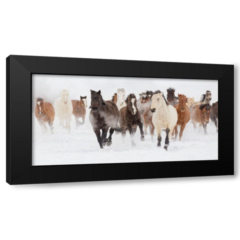 Pasture Run Black Modern Wood Framed Art Print by Delimont, Danita