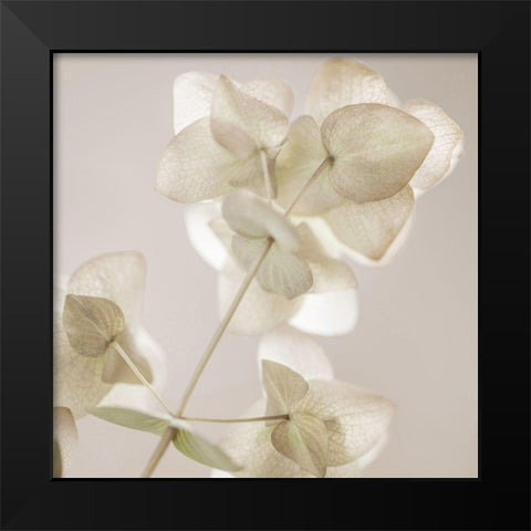 Soft Wild Bloom Black Modern Wood Framed Art Print by Delimont, Danita