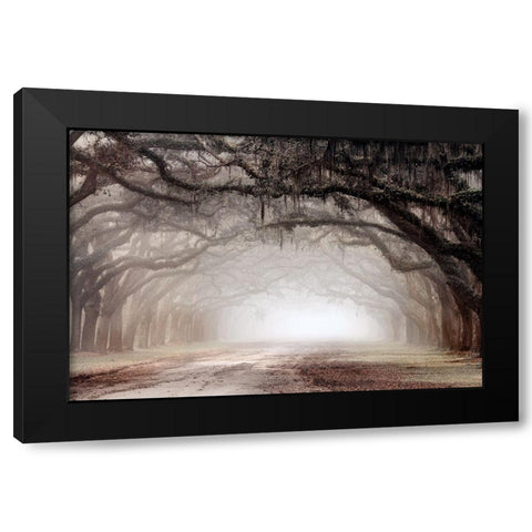 Timeless Plantation Drive Black Modern Wood Framed Art Print with Double Matting by Delimont, Danita