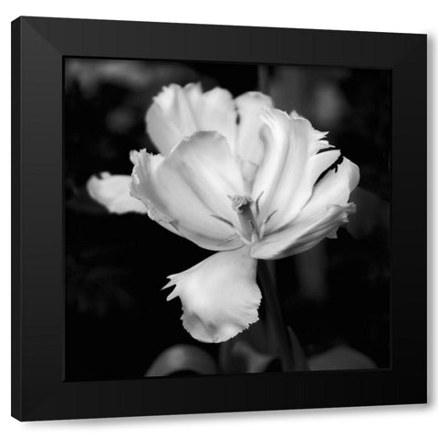 Dramatic Tulip Black Modern Wood Framed Art Print by Donovan, Kelly
