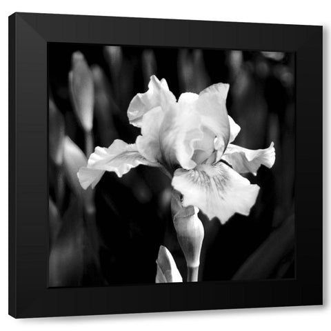 Dramatic Iris Black Modern Wood Framed Art Print with Double Matting by Donovan, Kelly