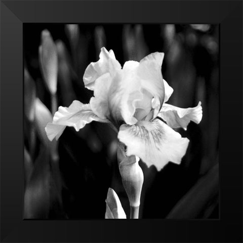 Dramatic Iris Black Modern Wood Framed Art Print by Donovan, Kelly