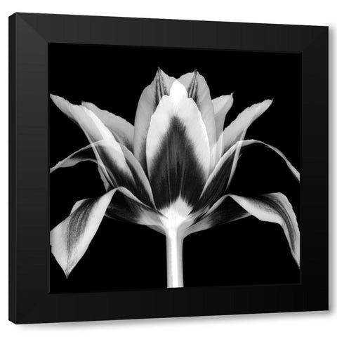 Elegant Tulip Black Modern Wood Framed Art Print by Delimont, Danita