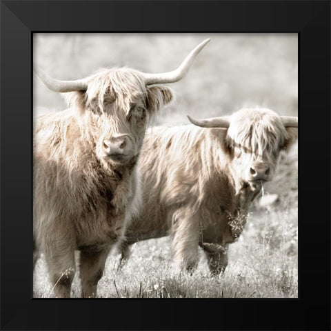 Hairy Highland Bulls Black Modern Wood Framed Art Print by Delimont, Danita