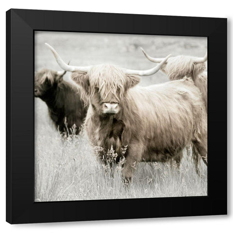 Highland Gathering Black Modern Wood Framed Art Print by Delimont, Danita