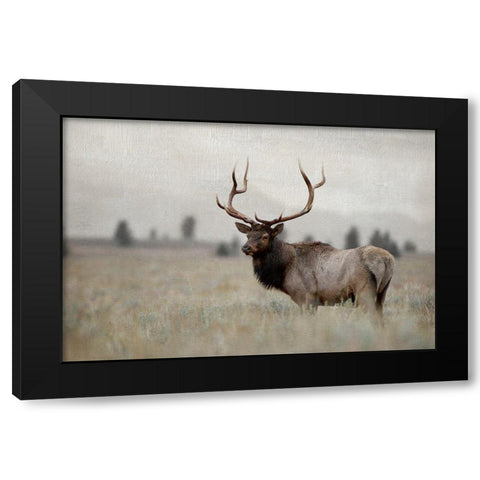 Grand Elk Black Modern Wood Framed Art Print with Double Matting by Delimont, Danita