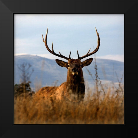 Big Elk Charlo Black Modern Wood Framed Art Print by Delimont, Danita