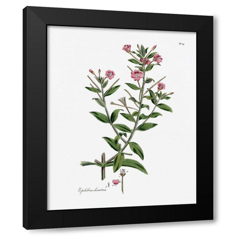 Rose Botanical III Black Modern Wood Framed Art Print by CAD Designs