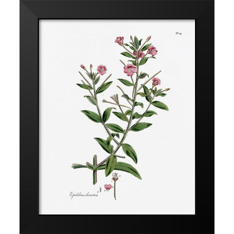 Rose Botanical III Black Modern Wood Framed Art Print by CAD Designs