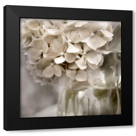 Sugar Hydrangea II Black Modern Wood Framed Art Print by Weisz, Irene