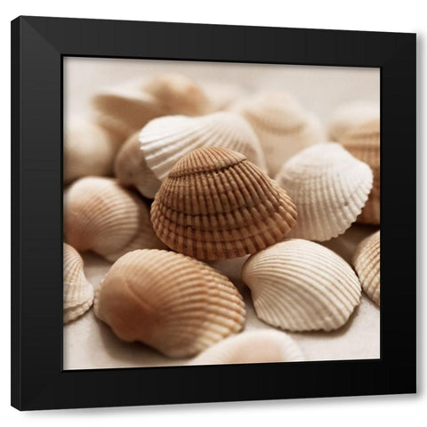 Beach Treasures II Black Modern Wood Framed Art Print by Carpentieri, Natalie