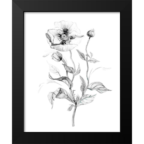 Wild Poppy Black Modern Wood Framed Art Print by Robinson, Carol