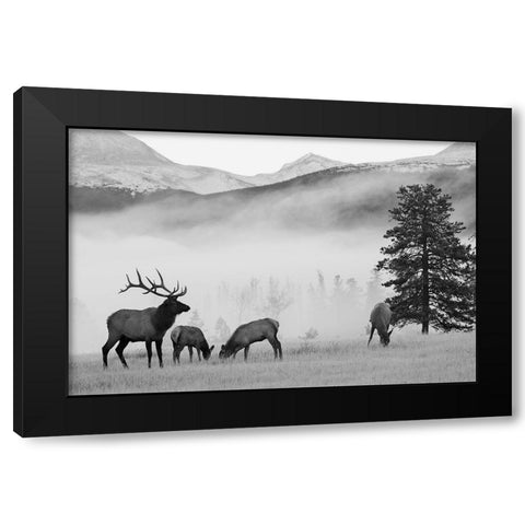 Mountain Elk Black Modern Wood Framed Art Print by Delimont, Danita
