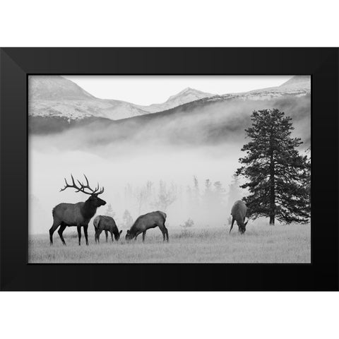 Mountain Elk Black Modern Wood Framed Art Print by Delimont, Danita