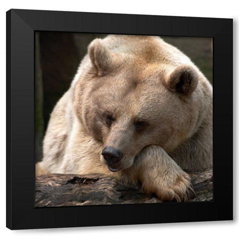 Bear Thoughts Black Modern Wood Framed Art Print with Double Matting by Delimont, Danita