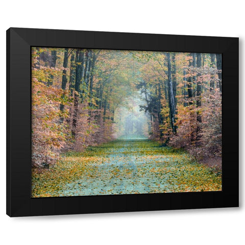 Enchanted Path Black Modern Wood Framed Art Print by Delimont, Danita
