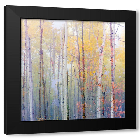 Foggy Aspen Black Modern Wood Framed Art Print with Double Matting by Delimont, Danita