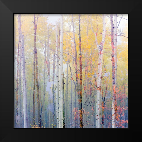 Foggy Aspen Black Modern Wood Framed Art Print by Delimont, Danita