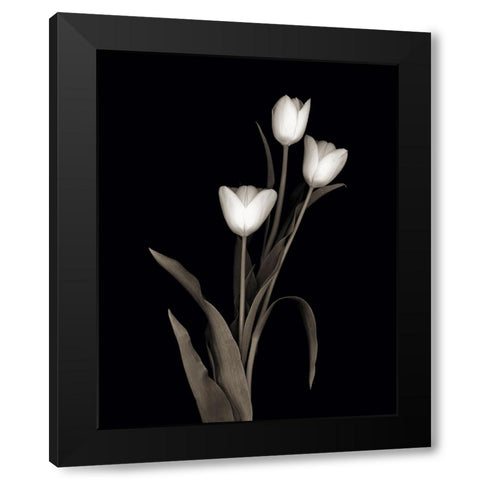 Tulip Pose I Black Modern Wood Framed Art Print by Delimont, Danita
