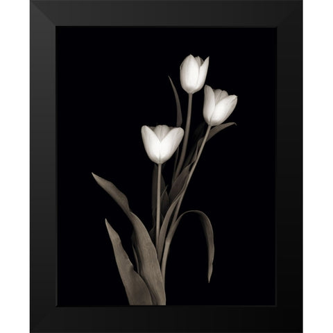Tulip Pose I Black Modern Wood Framed Art Print by Delimont, Danita