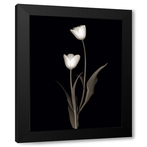 Tulip Pose II Black Modern Wood Framed Art Print with Double Matting by Delimont, Danita