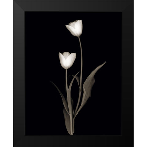 Tulip Pose II Black Modern Wood Framed Art Print by Delimont, Danita