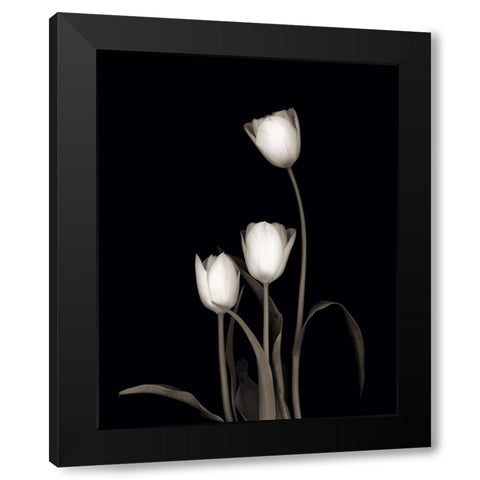 Tulip Pose III Black Modern Wood Framed Art Print with Double Matting by Delimont, Danita