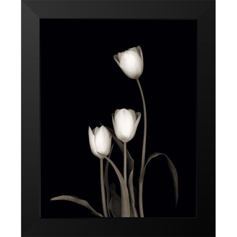 Tulip Pose III Black Modern Wood Framed Art Print by Delimont, Danita