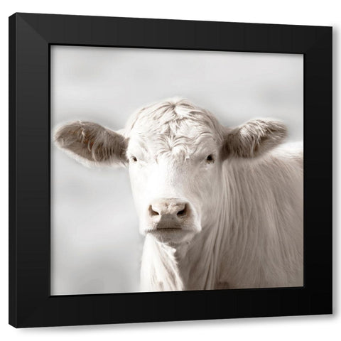 Soft Cow Grazing Black Modern Wood Framed Art Print with Double Matting by Delimont, Danita