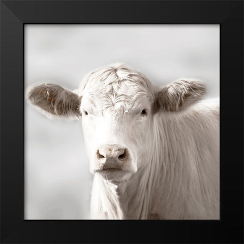 Soft Cow Grazing Black Modern Wood Framed Art Print by Delimont, Danita