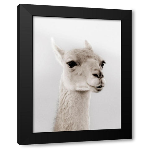 Soft Llama Black Modern Wood Framed Art Print by Delimont, Danita