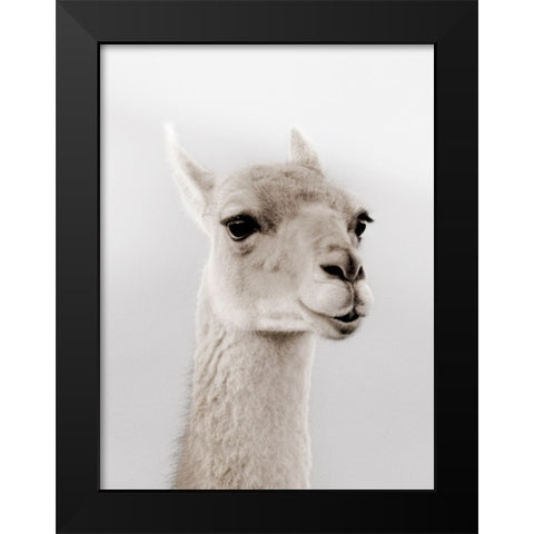 Soft Llama Black Modern Wood Framed Art Print by Delimont, Danita
