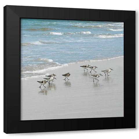 Sandpiper Shore I Black Modern Wood Framed Art Print with Double Matting by Carpentieri, Natalie