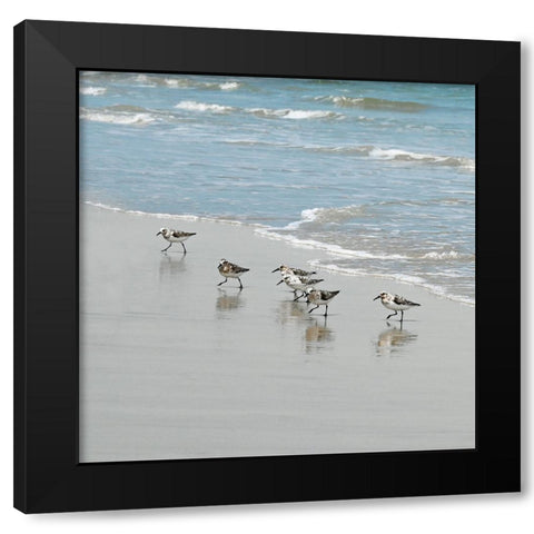 Sandpiper Shore II Black Modern Wood Framed Art Print with Double Matting by Carpentieri, Natalie
