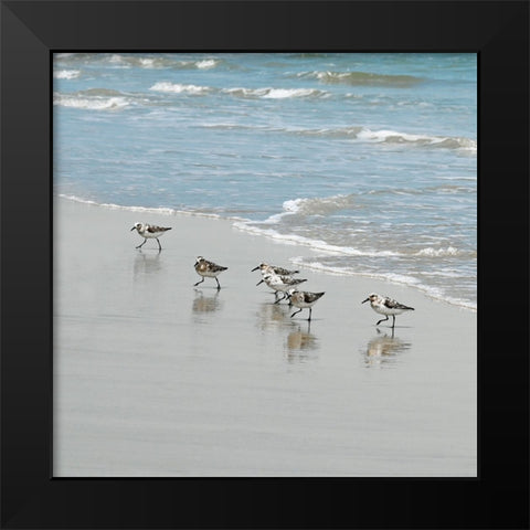 Sandpiper Shore II Black Modern Wood Framed Art Print by Carpentieri, Natalie