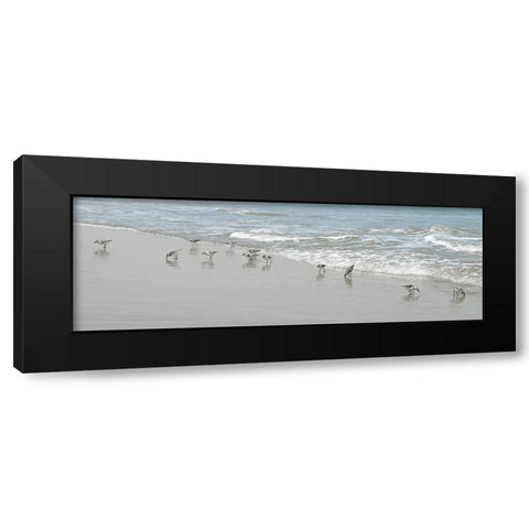 Shorebirds Black Modern Wood Framed Art Print with Double Matting by Carpentieri, Natalie