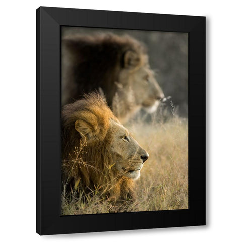 Lions in Morning Black Modern Wood Framed Art Print by Delimont, Danita