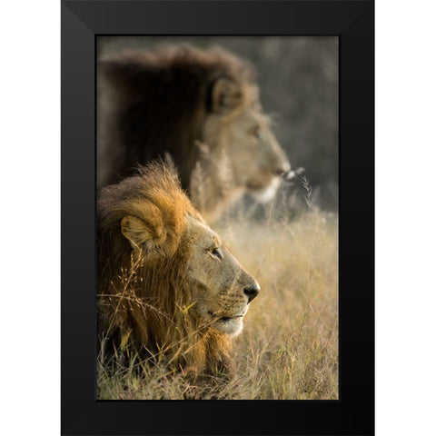 Lions in Morning Black Modern Wood Framed Art Print by Delimont, Danita