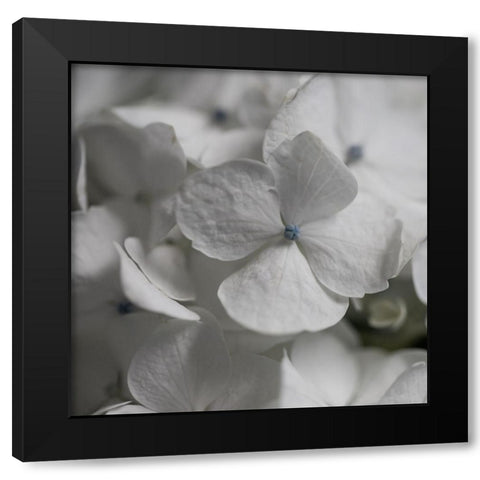 Hydrangea I Black Modern Wood Framed Art Print with Double Matting by Robinson, Carol