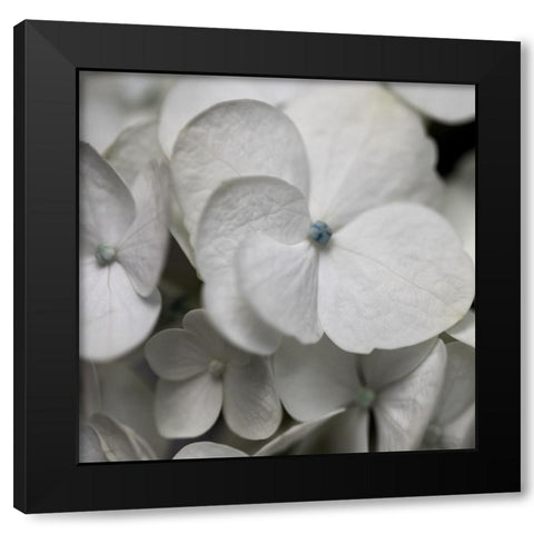 Hydrangea II Black Modern Wood Framed Art Print with Double Matting by Robinson, Carol