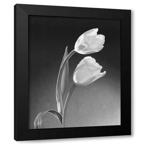 Tulip Duo Black Modern Wood Framed Art Print with Double Matting by Stefanich, Dick and Diane